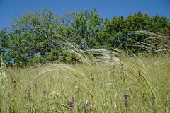 Stipa pontica