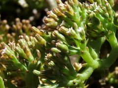 Thesium frisea