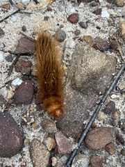 Striphnopteryginae