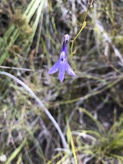 Lobelia barkerae