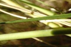 Stipa pontica