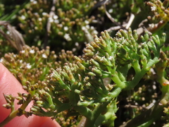 Thesium frisea