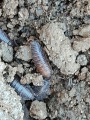 Porcellio dispar