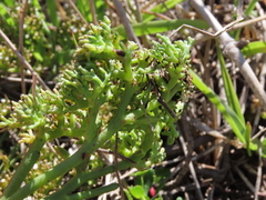Thesium frisea