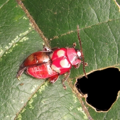 Omophoita sexnotata