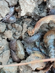 Porcellio dispar