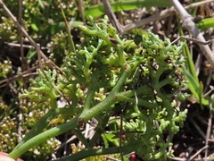 Thesium frisea