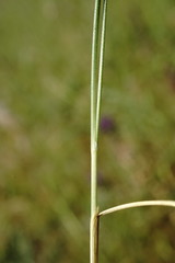 Stipa pontica