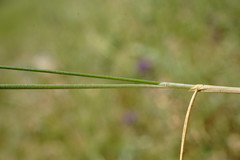 Stipa pontica