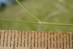 Stipa pontica