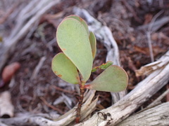 Polygonella macrophylla