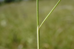 Stipa pontica