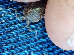 Porcellio dispar