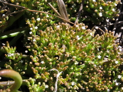 Thesium frisea