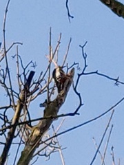 Dendrocopos major