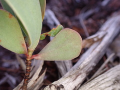 Polygonella macrophylla