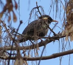 Sturnus unicolor