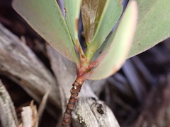 Polygonella macrophylla