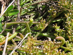 Thesium frisea