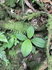 Bertolonieae