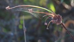 Trichonephila fenestrata