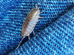 Porcellio dispar