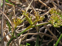 Thesium frisea