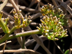 Thesium frisea