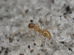 Nylanderia phantasma