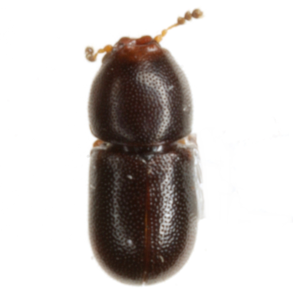 Ceracis nigropunctatus