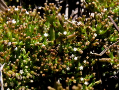 Thesium frisea