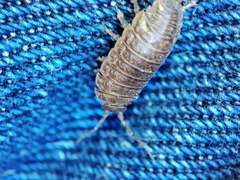 Porcellio dispar