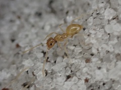 Nylanderia phantasma