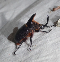 Heterogomphus schoenherri