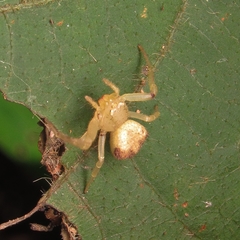 Thomisidae