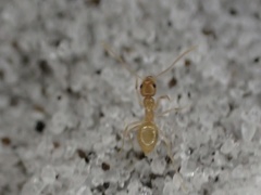 Nylanderia phantasma