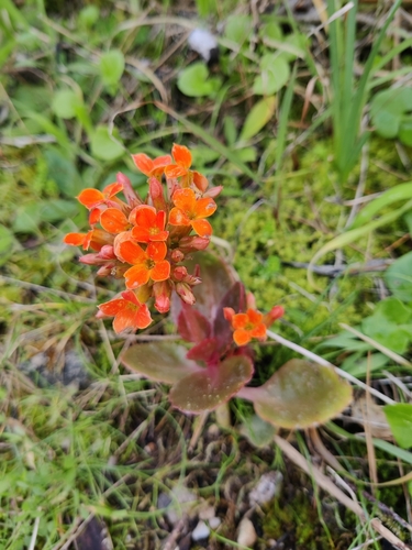 Image of Kalanchoe blossfeldiana by (c) Riccardo Rocca, some rights reserved (CC BY)