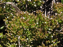 Thesium frisea