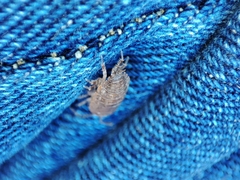 Porcellio dispar