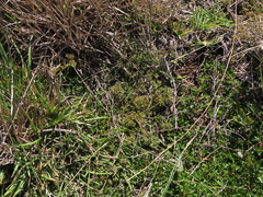 Thesium frisea