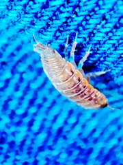 Porcellio dispar