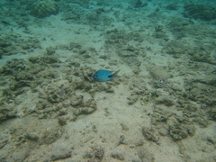 Abudefduf sparoides