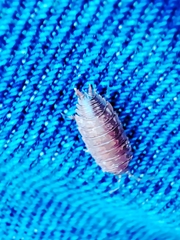 Porcellio dispar