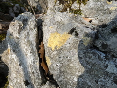 Xanthocarpia ochracea