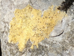 Xanthocarpia ochracea