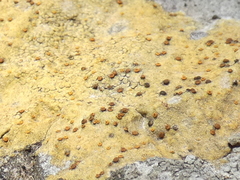 Xanthocarpia ochracea