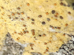 Xanthocarpia ochracea