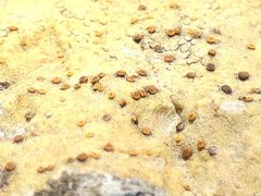 Xanthocarpia ochracea