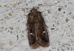 Proteuxoa bistrigula