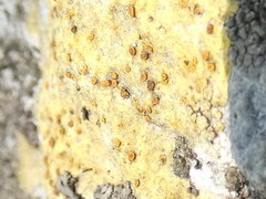 Xanthocarpia ochracea